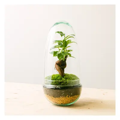 Terrarium Natura Gins | Comprar Plantas Online | Entrega Gratuita I one_size