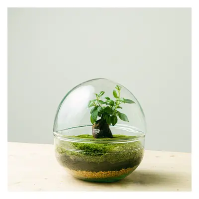 Terrarium Oasis mini | Comprar Plantas Online | Entrega Gratuita I one_size