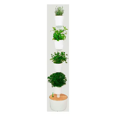 Indoor Eden M | Comprar Plantas Online | Entrega Gratuita I one_size