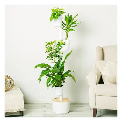 Garden Wonder M | Comprar Plantas Online | Entrega Gratuita I one_size