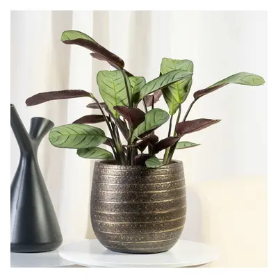 Ctenanthe Amagris | Comprar Plantas Online | Entrega Gratuita I 20-30cm