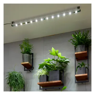 SunGlow Lumina | Comprar Plantas Online | Entrega Gratuita I one_size