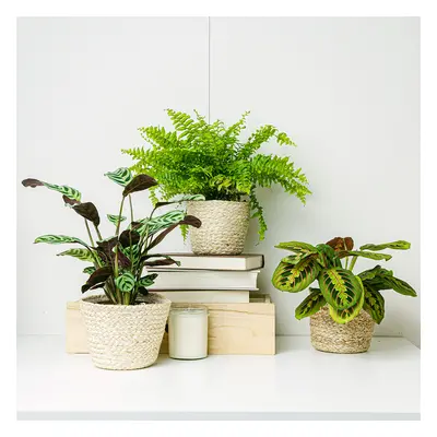 Trio de Plantas: Hogares con Mascotas