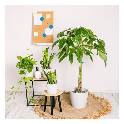 Set Resistente | Comprar Plantas Online | Entrega Gratuita I pack