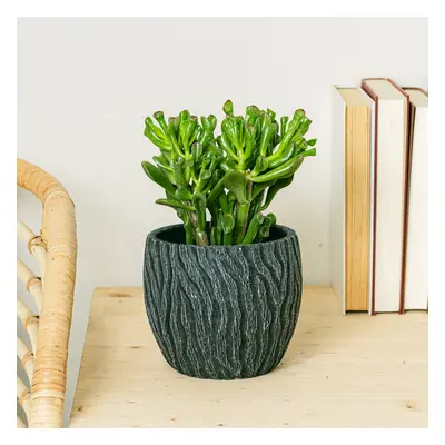 Crassula Hobbit | Comprar Plantas Online | Entrega Gratuita I one_size