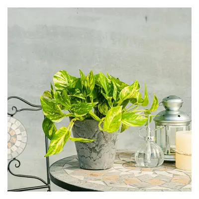 Potos | Comprar Plantas Online | Entrega Gratuita I large 30-40cm