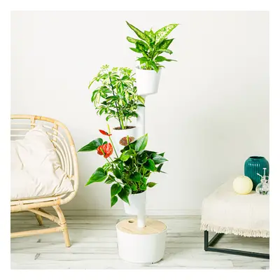 Smart Garden S | Comprar Plantas Online | Entrega Gratuita I one_size