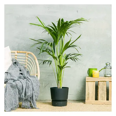 Palma Kentia | Comprar Plantas Online | Entrega Gratuita I 80-90cm