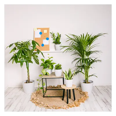 Set Urban Jungle | Comprar Plantas Online | Entrega Gratuita I pack