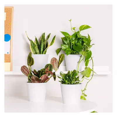 Set Easy Office | Comprar Plantas Online | Entrega Gratuita I pack