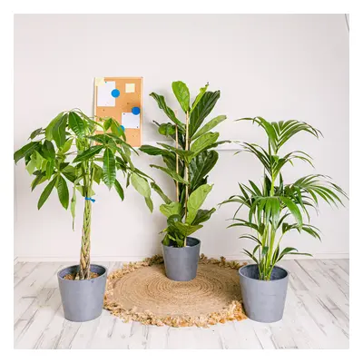 Set XXL | Comprar Plantas Online | Entrega Gratuita I pack