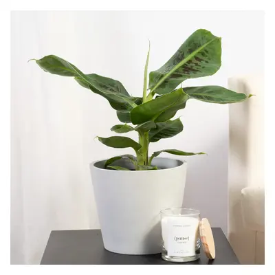 Bananero Tropicana | Comprar Plantas Online | Entrega Gratuita I 40-50cm