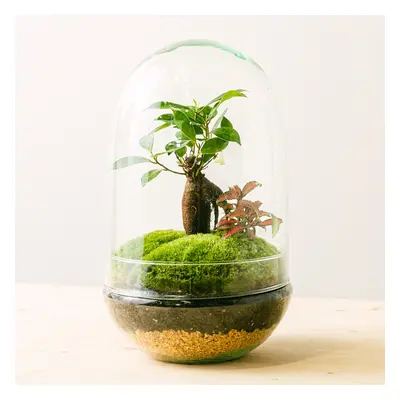 Terrarium Natura Green: Ficus Ginseng y Fitónia