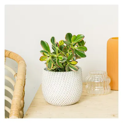 Crassula Bowl | Comprar Plantas Online | Entrega Gratuita I one_size