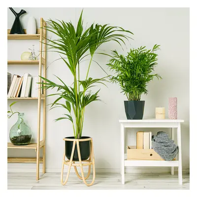 Duo de Palmeras | Comprar Plantas Online | Entrega Gratuita I pack