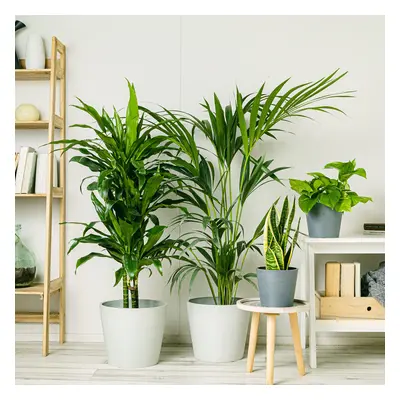 Set Green Lush | Comprar Plantas Online | Entrega Gratuita I pack