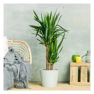 Yucca | Comprar Plantas Online | Entrega Gratuita I xxlarge 100-110cm