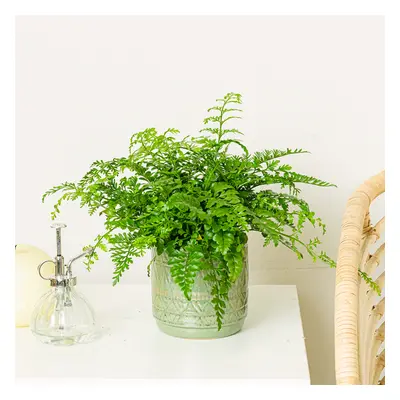 Asplenium Parvati | Comprar Plantas Online | Entrega Gratuita I 20-30cm