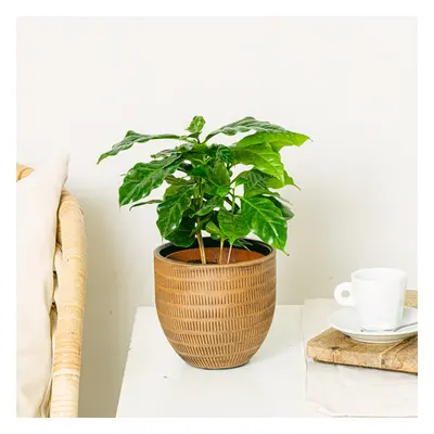 Coffea Arabica | Comprar Plantas Online | Entrega Gratuita I 20-30cm