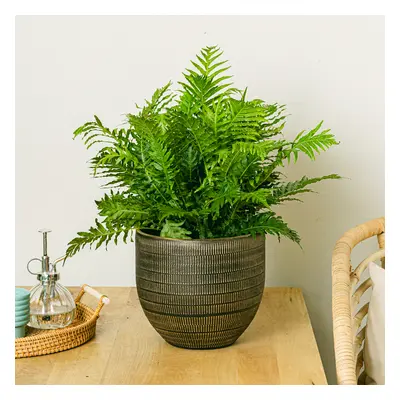 Blechnum Gibbum | Comprar Plantas Online | Entrega Gratuita I one_size