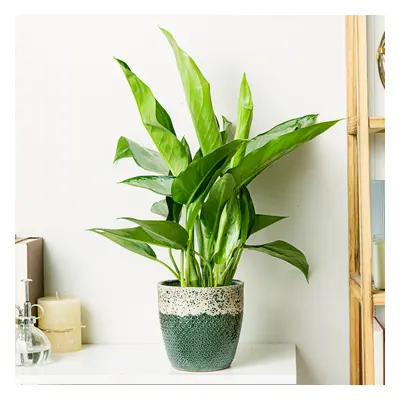 Aglaonema Silver Queen | Comprar Plantas Online | Entrega Gratuita I one_size