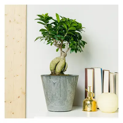 Ficus Ginseng | Comprar Plantas Online | Entrega Gratuita I 50-60cm