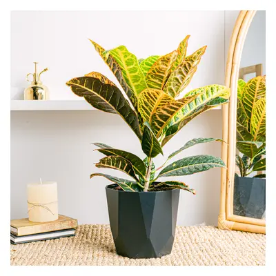 Croton Petra | Comprar Plantas Online | Entrega Gratuita I 50-60cm