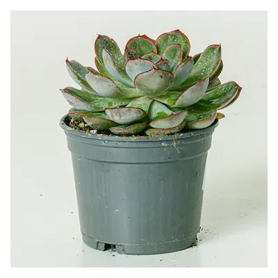 Echeveria Pulidonis | Comprar Plantas Online | Entrega a Domicilio I one_size