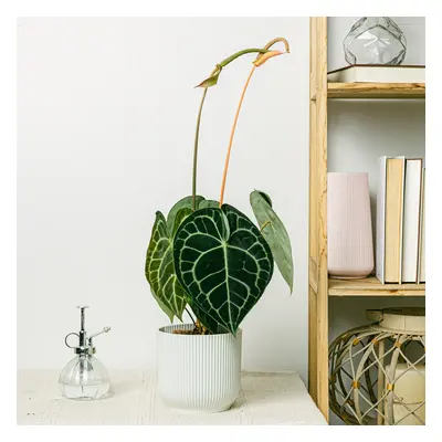 Anthurium clarinervium | Comprar Plantas Online | Entrega Gratuita I 30-40cm